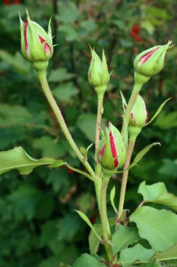 Çay melez gülleri. Gül buketi. Ev ve ofis dekorasyonu için çiçekler. Tabletler ve telefonlar için güller ile arka plan. Ukrayna çiçek diyarında. 