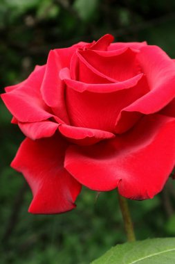 Çay melez gülleri. Gül buketi. Ev ve ofis dekorasyonu için çiçekler. Tabletler ve telefonlar için güller ile arka plan. Ukrayna çiçek diyarında. 