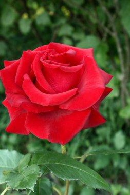 Çay melez gülleri. Gül buketi. Ev ve ofis dekorasyonu için çiçekler. Tabletler ve telefonlar için güller ile arka plan. Ukrayna çiçek diyarında. 