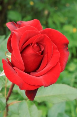 Çay melez gülleri. Gül buketi. Ev ve ofis dekorasyonu için çiçekler. Tabletler ve telefonlar için güller ile arka plan. Ukrayna çiçek diyarında. 