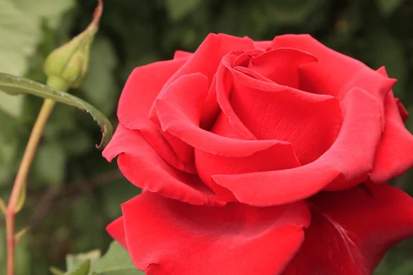 Tee Hybridrosen Rosenstrauß Blumen Für Wohn Und Bürodekoration Hintergrund Mit — Stockfoto