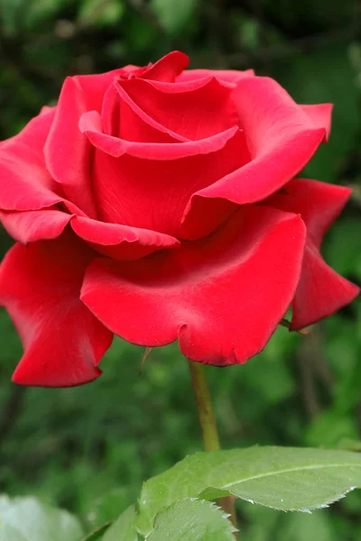 Tee Hybridrosen Rosenstrauß Blumen Für Wohn Und Bürodekoration Hintergrund Mit — Stockfoto