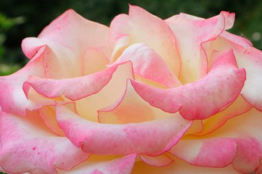 Tea hybrid roses.Roses with pink petals in the flower beds of Ukraine. The kingdom of Flowers in Ukraine. In the world of plants and flowers.  Background with roses for phone and tablet. heirloomroses.com/