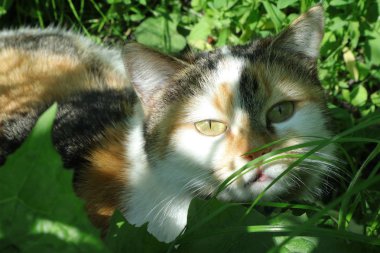 Sıradan evcil kedi. Çimenlerde evcil bir kedinin fotoğrafı. Vahşi doğadaki hayvanlar alemi. Ukrayna'da doğa dünyası. Çimenlerde kırmızı kedi. 