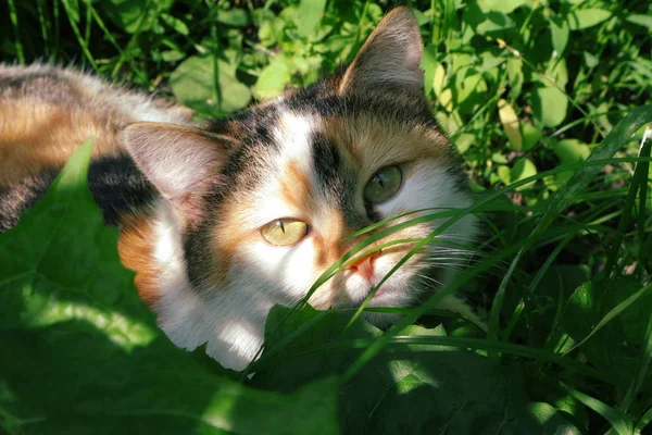 Ordinary domestic cat. Photo of a domestic cat in the grass. Animal kingdom in the wild. World of nature in Ukraine. Red cat in the grass.