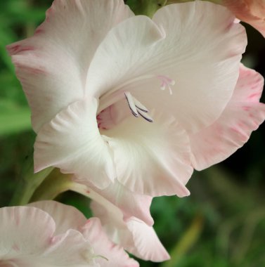Buketler için portakal gladiolus. Telefon ve tabletarka plan için çiçekler. Gladiolus için ofis dekorasyonu. Ukrayna bitki ve çiçek krallığında. 