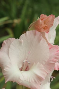 Buketler için portakal gladiolus. Telefon ve tabletarka plan için çiçekler. Gladiolus için ofis dekorasyonu. Ukrayna bitki ve çiçek krallığında. 