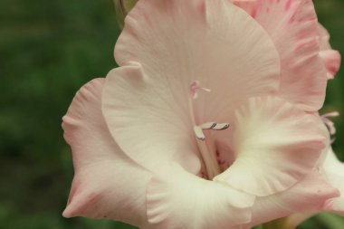 Buketler için portakal gladiolus. Telefon ve tabletarka plan için çiçekler. Gladiolus için ofis dekorasyonu. Ukrayna bitki ve çiçek krallığında. 