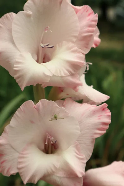Buketler Için Portakal Gladiolus Telefon Tabletarka Plan Için Çiçekler Gladiolus — Stok fotoğraf