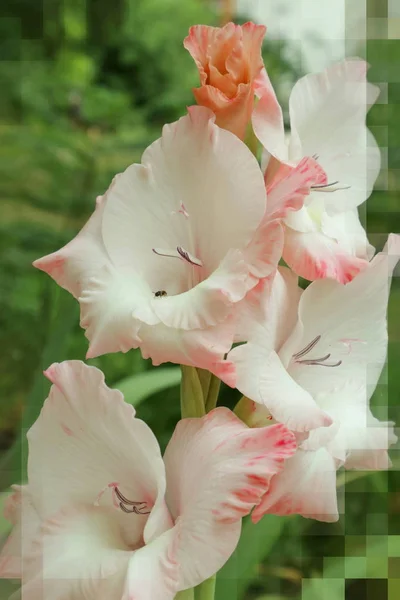 Gladiolus. — Stock Photo, Image