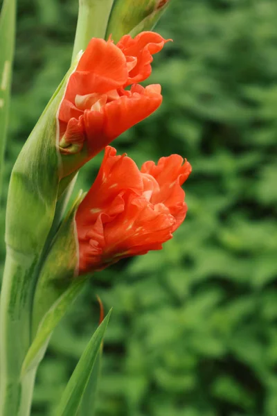 花束のためのオレンジグラディオラス 携帯電話やタブレット上の背景のための花 グラディオラスとオフィスの装飾 ウクライナの植物や花の王国で — ストック写真