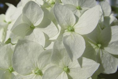 Ortanca ağacı. Telefon ve tablet arka plan için Ortanca çiçekler. Parklarda ve bahçelerde dekorasyon için çiçekler. Çok yıllık çalı çiçekleri. Ukrayna hubrangea. Bitkilerin ve çiçeklerin krallığı. Çalı bitkileri ve çiçekler. Sardunya ile arka plan.