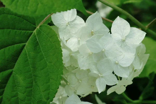 Hydrangea tree. Hydrangea flowers for background on phone and tablet. Flowers for decoration in parks and garden. Perennial shrub flowers. Ukrainian hubrangea. The kingdom of plants and flowers. Shrub plants and flowers. Background with geranium.
