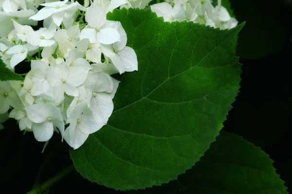 Hydrangea tree. Hydrangea flowers for background on phone and tablet. Flowers for decoration in parks and garden. Perennial shrub flowers. Ukrainian hubrangea. The kingdom of plants and flowers. Shrub plants and flowers. Background with geranium.