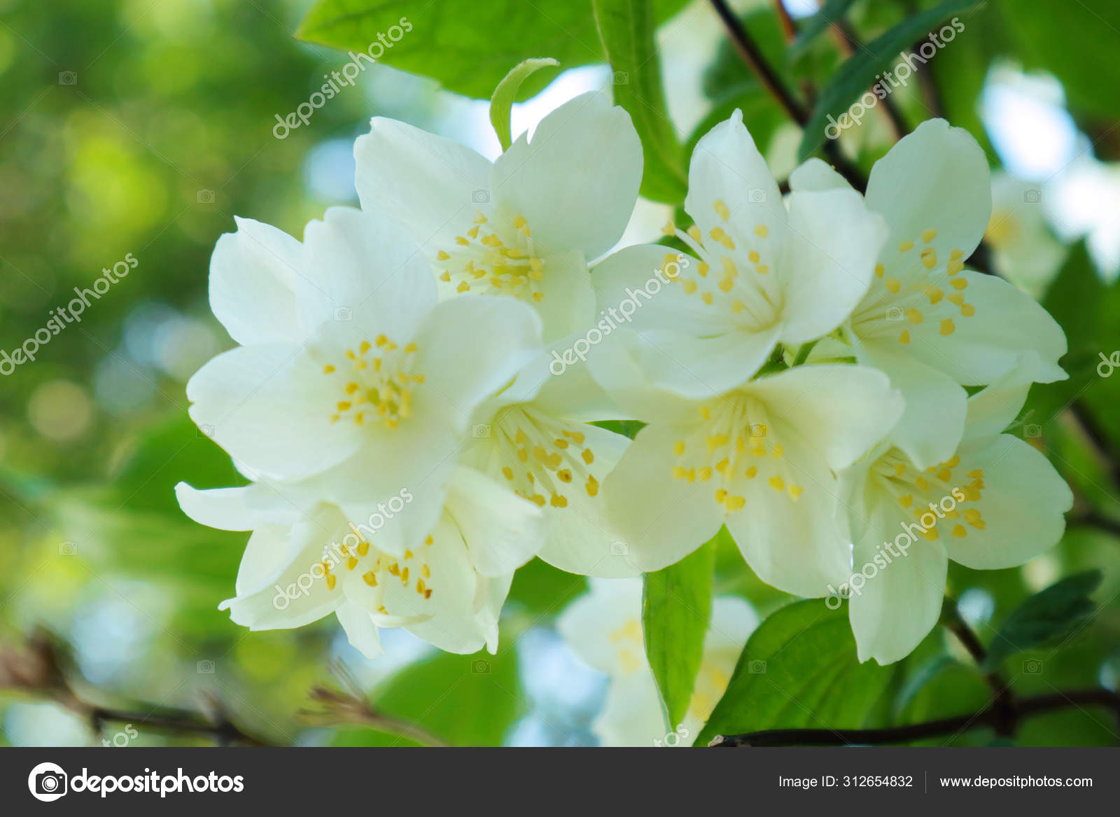 Jasmine Type Bush Flowers Decoration Gardens Parks California Native Plants Stock Photo C Bogdan1970 312654832