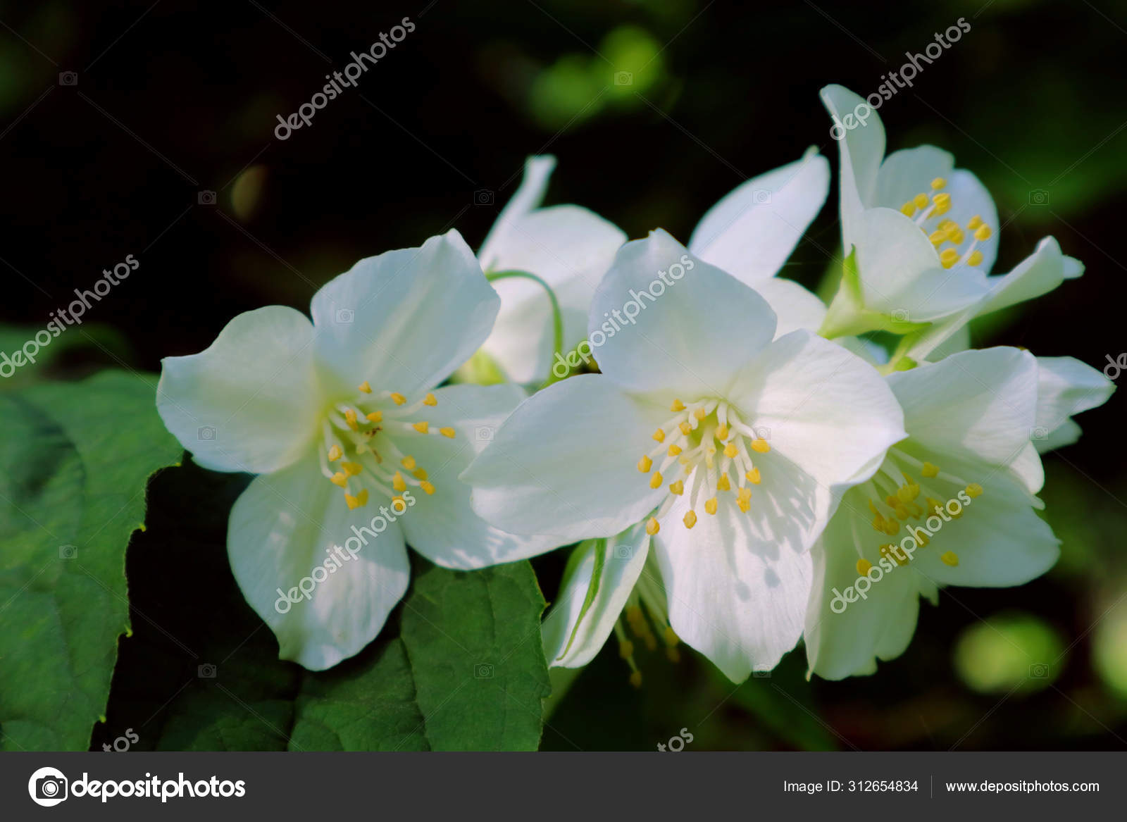 Jasmine Type Bush Flowers Decoration Gardens Parks California