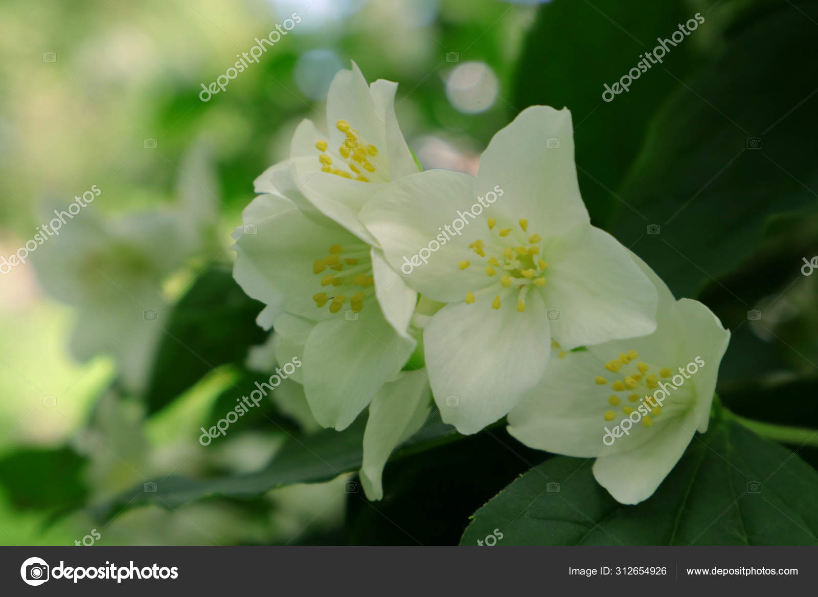 Jasmine Type Bush Flowers Decoration Gardens Parks California Native Plants Stock Photo C Bogdan1970 312654926