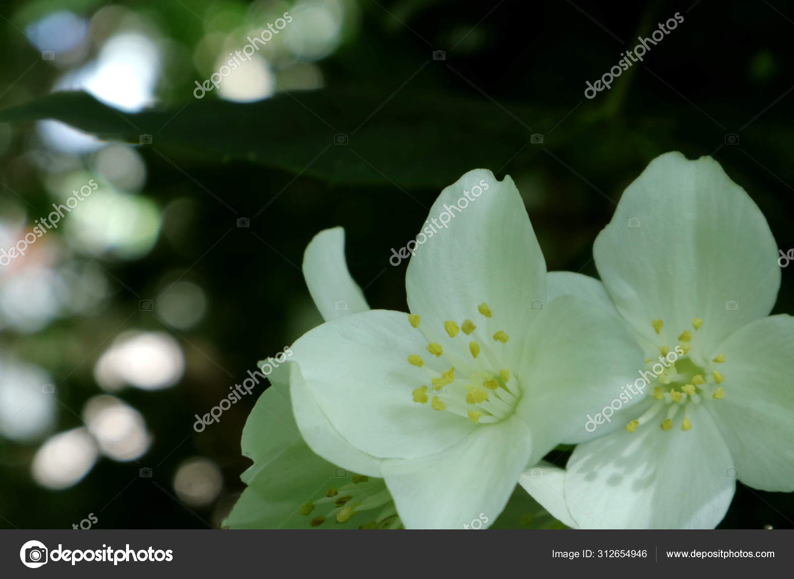 Jasmine Type Bush Flowers Decoration Gardens Parks California