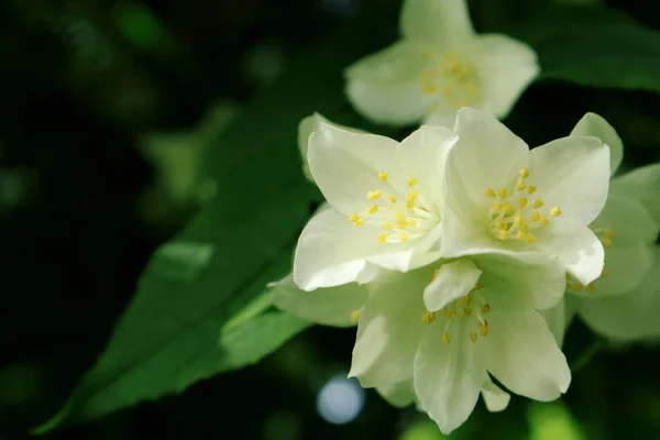 Jasmine Bahçeler Parklardaki Süslemeler Için Kullanılan Bir Çalı Çiçeğidir Kaliforniya — Stok fotoğraf