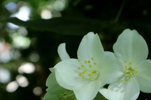 Jasmine is a type of bush flowers for decoration in gardens and parks. California Native Plants are all we grow! Background with jasmine flowers for phone and tablet. In the kingdom of plants and flowers. Flowers for Wikipedia.