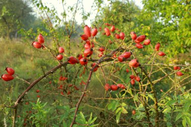 Rosehips. Sonbaharın ortasında olgun böğürtlenler tarlalarda olgunlaşır. Ukrayna 'nın olgun kırmızı gül kalçaları. Ukrayna 'daki Berry Krallığı. Telefon ve tablet için böğürtlenli arka plan. 