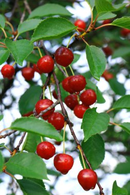 Ukrayna bahçelerinde kiraz kumu. Parlak kırmızı meyveler. Ukrayna 'da kiraz yazı. Telefon ve tablet için vişneli böğürtlenli arka plan. 