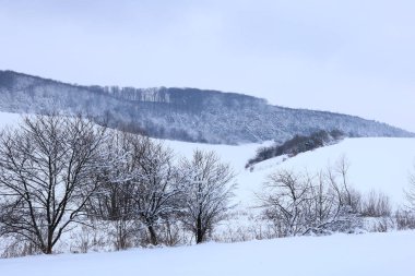 Kış manzarası. 2019 'daki ilk kar. Ukrayna 'da kışın doğa. Ternopil 'in Berezhany bölgesi kar beyazı bir halıyla kaplıdır. Batı Ukrayna 'da beyaz turizm. Verbiv köyünün Kalinivka köyü. 