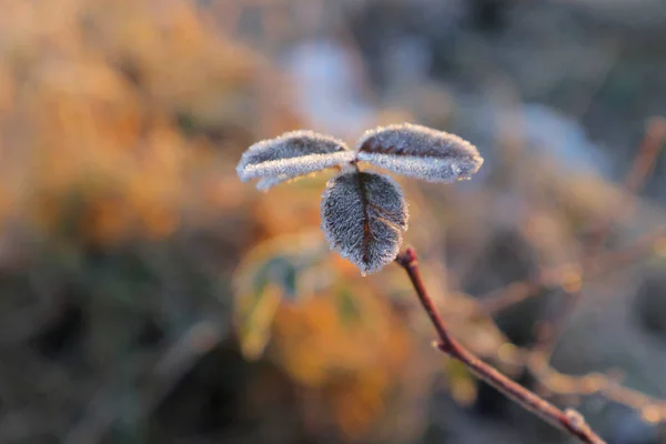 Respiro Dorato Autunno Nei Parchi Nelle Foreste Della Grande Ucraina — Foto Stock