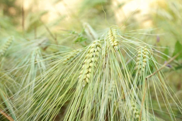 Young ears of wheat. Anew crop is ripening in the Ukrainian fields. Dew drops on wheat ears. Fat wheat ears.