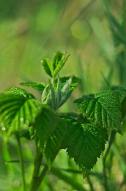 Parlak yeşil ahududu yaprakları. Böğürtlen yaprakları güneş ışığıyla aydınlatılır. Sabah çiğ taneleri. Telefon ve tablet için bitkilerin geçmişi. Yaprak şekli ve dokusu. 