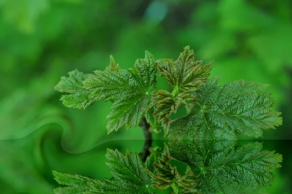 緑の葉の質感と形 携帯電話やタブレット用の葉の背景 — ストック写真