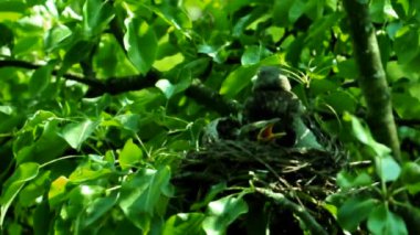 Yavrular yuvadan ayrılmadan önce. Orman civcivlerinin olduğu yuvanın yakınında. Ukrayna 'nın kuş krallığında. Kuşların sırrı.. 
