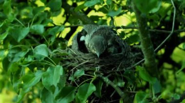 Yavrular yuvadan ayrılmadan önce. Orman civcivlerinin olduğu yuvanın yakınında. Ukrayna 'nın kuş krallığında. Kuşların sırrı.. 