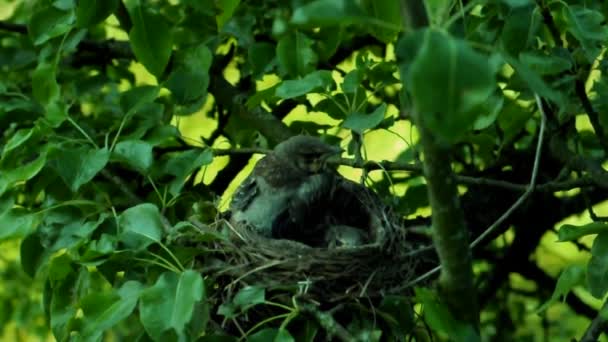 Kuikens Voor Vertrek Uit Het Nest Vlakbij Het Nest Met — Stockvideo