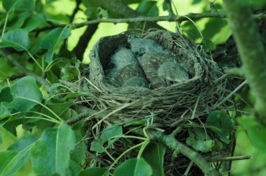 Genç piliçlerin yuvası. Yavrular yuvadan ayrılmadan önce. Üreme, çoğalma ve toprağı doldurma. Kuş krallığında. Hatunlarla arka plan. 