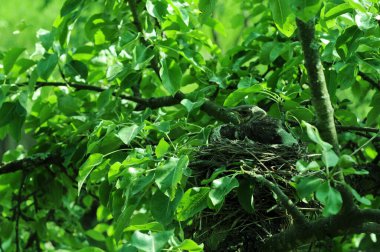 Genç piliçlerin yuvası. Yavrular yuvadan ayrılmadan önce. Üreme, çoğalma ve toprağı doldurma. Kuş krallığında. Hatunlarla arka plan. 