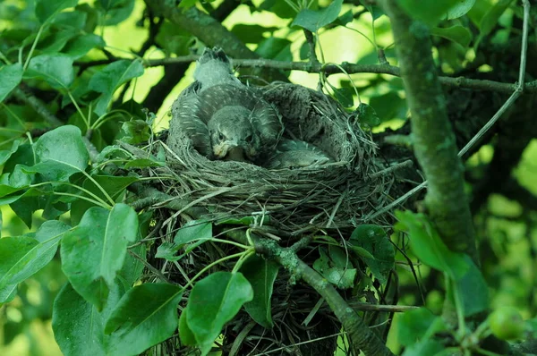 若い雛と巣 巣から出る前に確認します 彼らは繁殖し 繁殖し 地球を満たします 鳥の王国で 雛の背景 — ストック写真