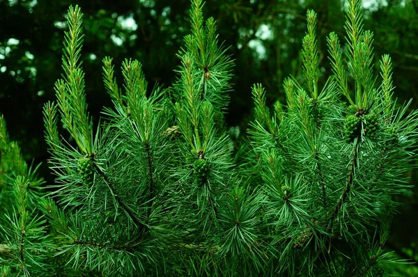 Donna Pino Giovane Sottobosco Pino Luminosi Colori Verdi Estate Foreste — Foto Stock