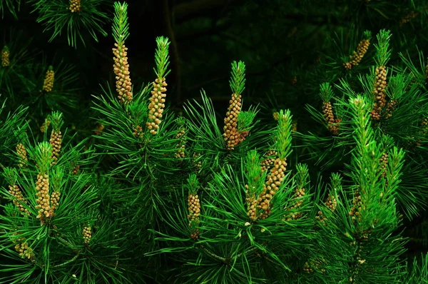 Femme Pin Jeune Sous Bois Pin Couleurs Été Vert Vif — Photo