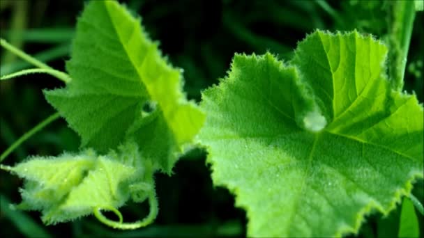 緑の葉を持つビデオ電話 明るい太陽の下で ウクライナの植物王国で 葉に落ちます テキスト用ビデオフォン — ストック動画