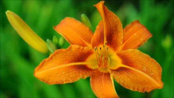 Oranžová Lilie Rozmazaném Pozadí Pozadí Liliemi Pro Telefon Tablet Květiny — Stock video