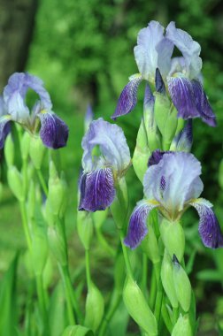  Mavi süsenler. Telefon ve tablet için süsen çiçeği olan bir arka plan. Çiçekler dünyasında. Çiy ve yağmur damlalarında çiçekler. Çiçekler dünyasında. Wikipedia için fotoğraf. 