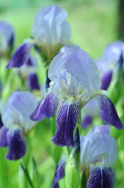 青い虹彩 電話やタブレット用虹彩の背景 花の世界で 露と雨の滴の花 花の世界で ウィキペディアの写真 — ストック写真