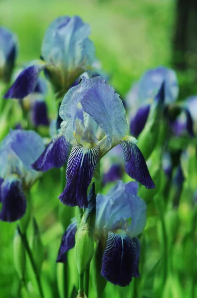 Blue Irises Background Irises Phone Tablet World Flowers Flowers Drops — Stock Photo, Image