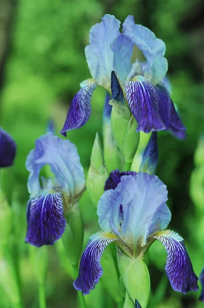 Iris Azules Fondo Con Iris Para Teléfono Tableta Mundo Las —  Fotos de Stock