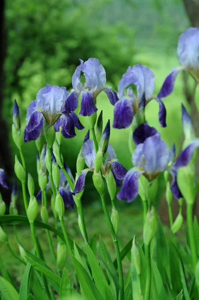 青い虹彩 電話やタブレット用虹彩の背景 花の世界で 露と雨の滴の花 花の世界で ウィキペディアの写真 — ストック写真