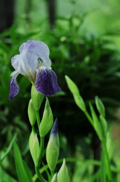 青い虹彩 電話やタブレット用虹彩の背景 花の世界で 露と雨の滴の花 花の世界で ウィキペディアの写真 — ストック写真