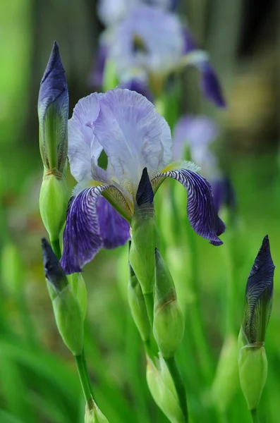 Iris Azules Fondo Con Iris Para Teléfono Tableta Mundo Las —  Fotos de Stock