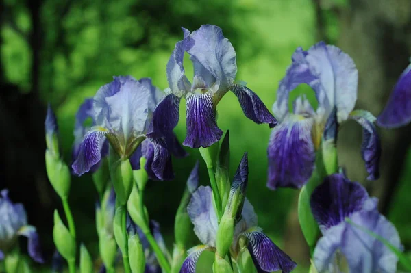 Modré Duhovky Pozadí Duhovkami Pro Telefon Tablet Světě Květin Květiny — Stock fotografie