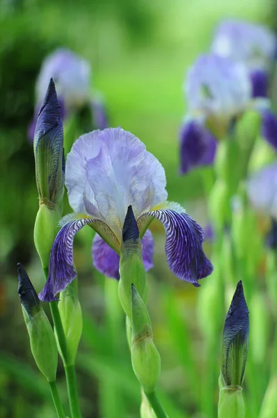 Iris Blu Sfondo Con Iris Telefono Tablet Nel Mondo Dei — Foto Stock